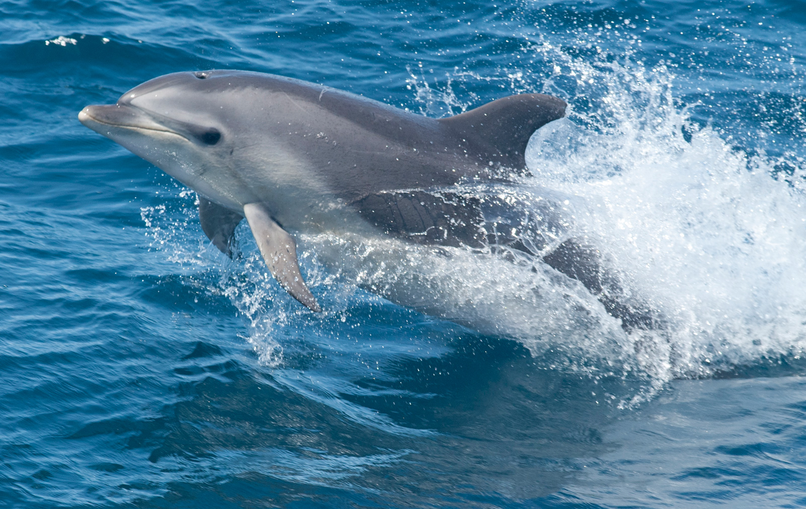 Nice wallpapers Bottlenose Dolphin 1600x1010px