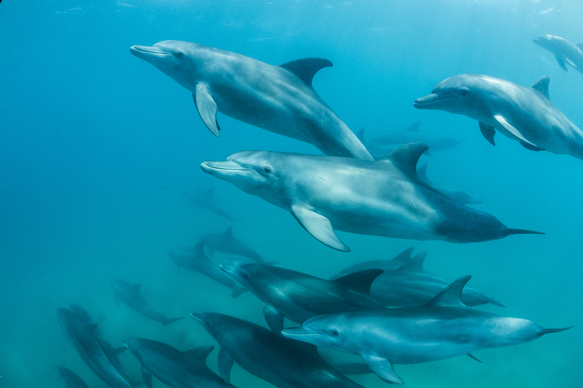 Nice wallpapers Bottlenose Dolphin 2048x1363px