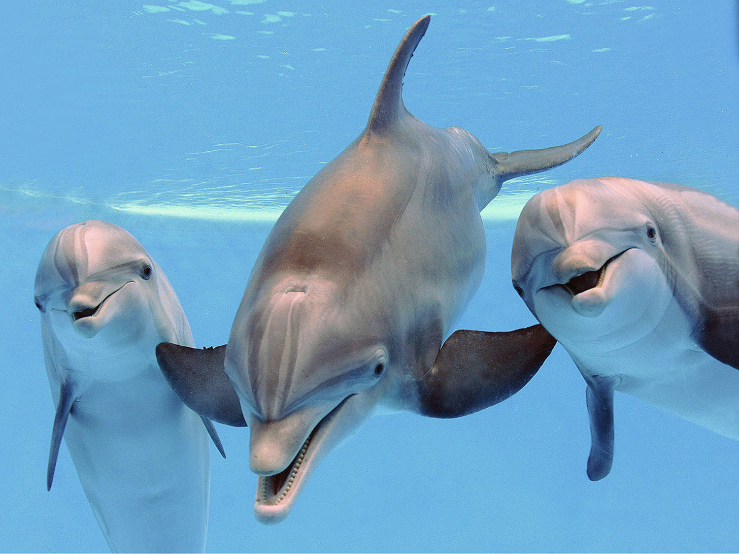 HD Quality Wallpaper | Collection: Animal, 1500x1125 Bottlenose Dolphin