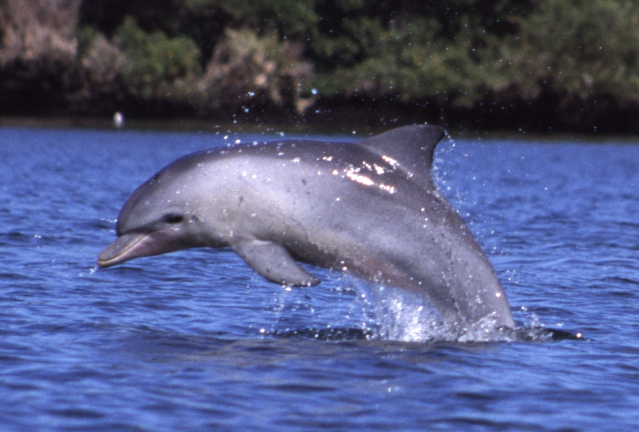 Images of Bottlenose Dolphin | 931x629
