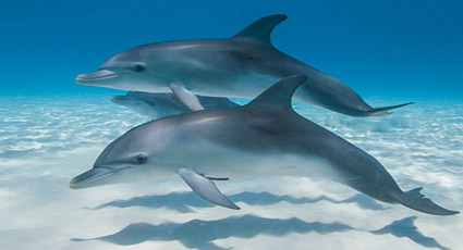 Nice wallpapers Bottlenose Dolphin 425x230px