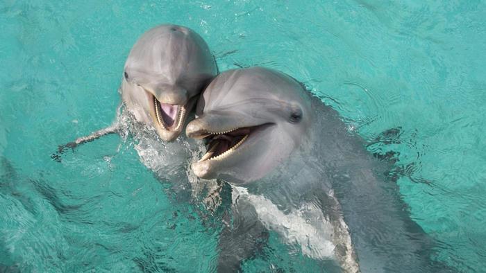 Bottlenose Dolphin Pics, Animal Collection