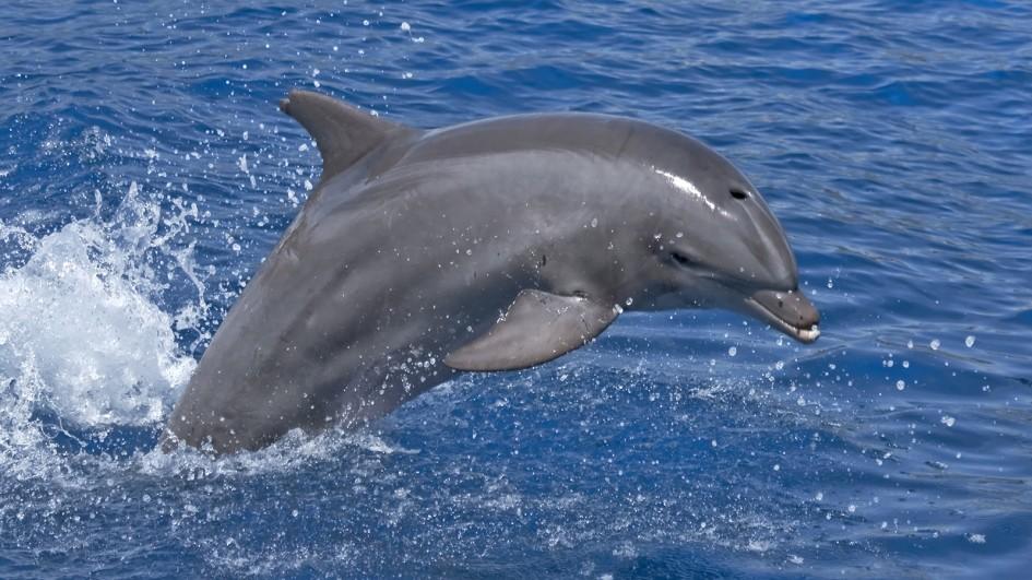 Nice wallpapers Bottlenose Dolphin 945x531px