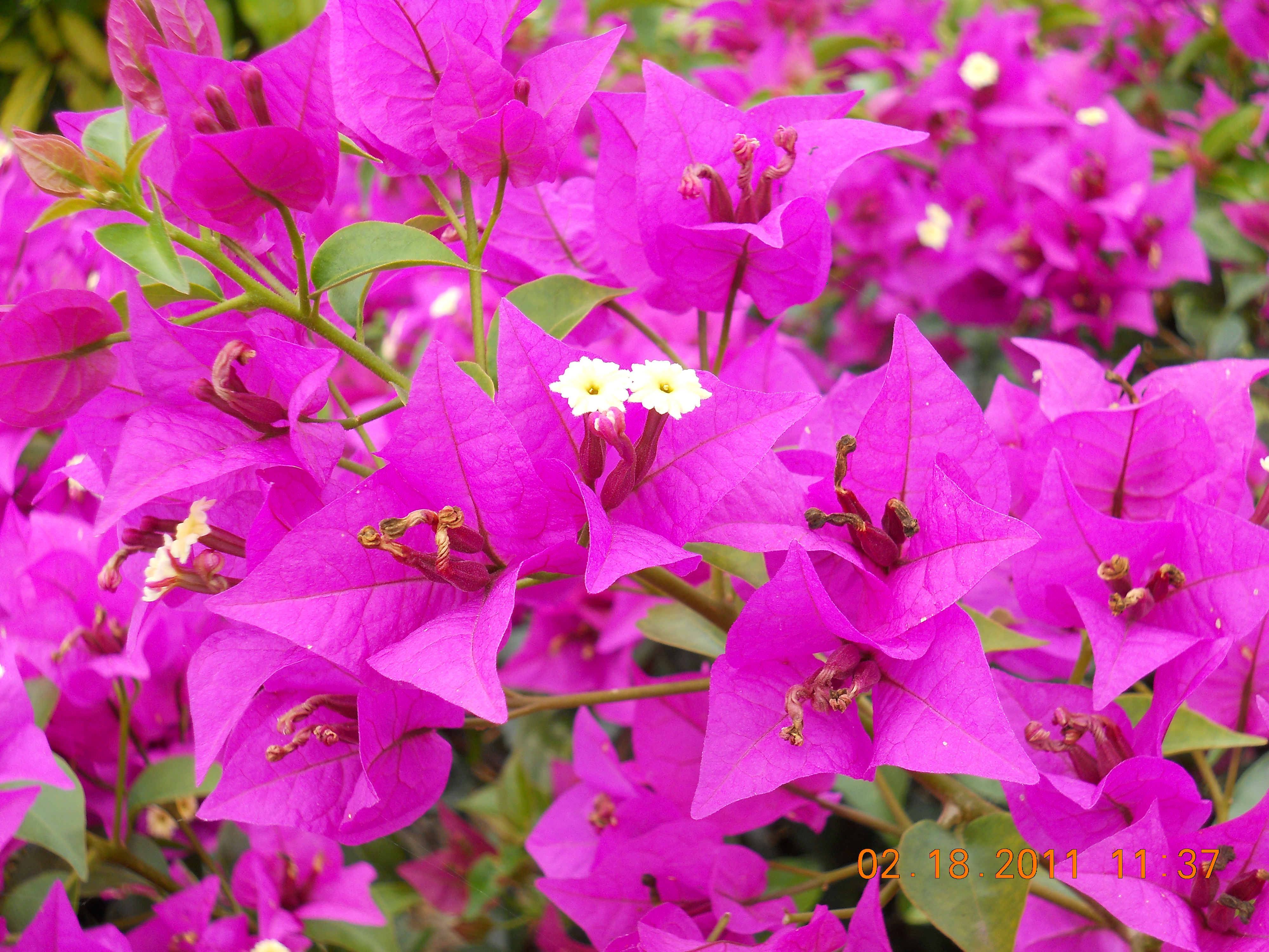 Bougainvillea High Quality Background on Wallpapers Vista