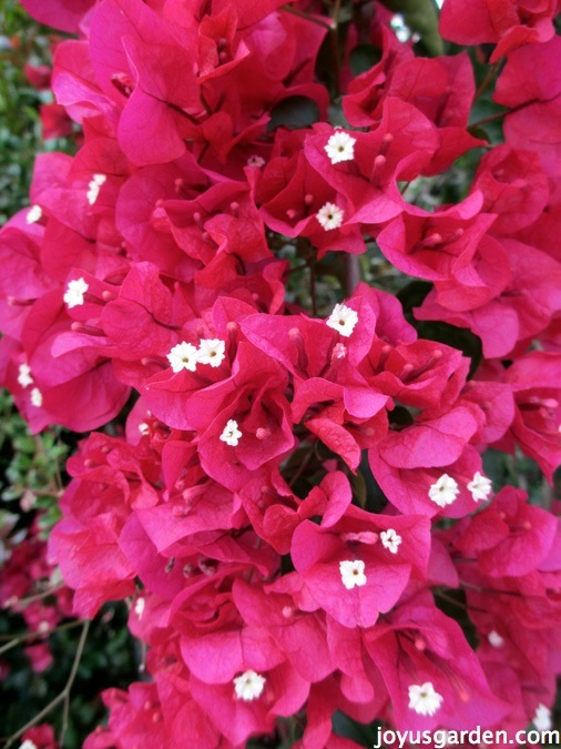 Bougainvillea High Quality Background on Wallpapers Vista