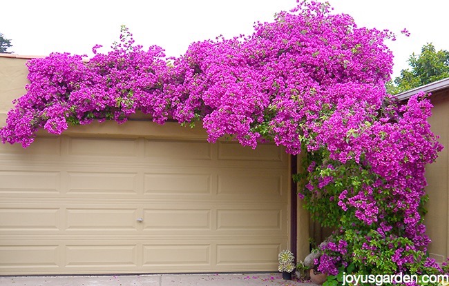 Amazing Bougainvillea Pictures & Backgrounds