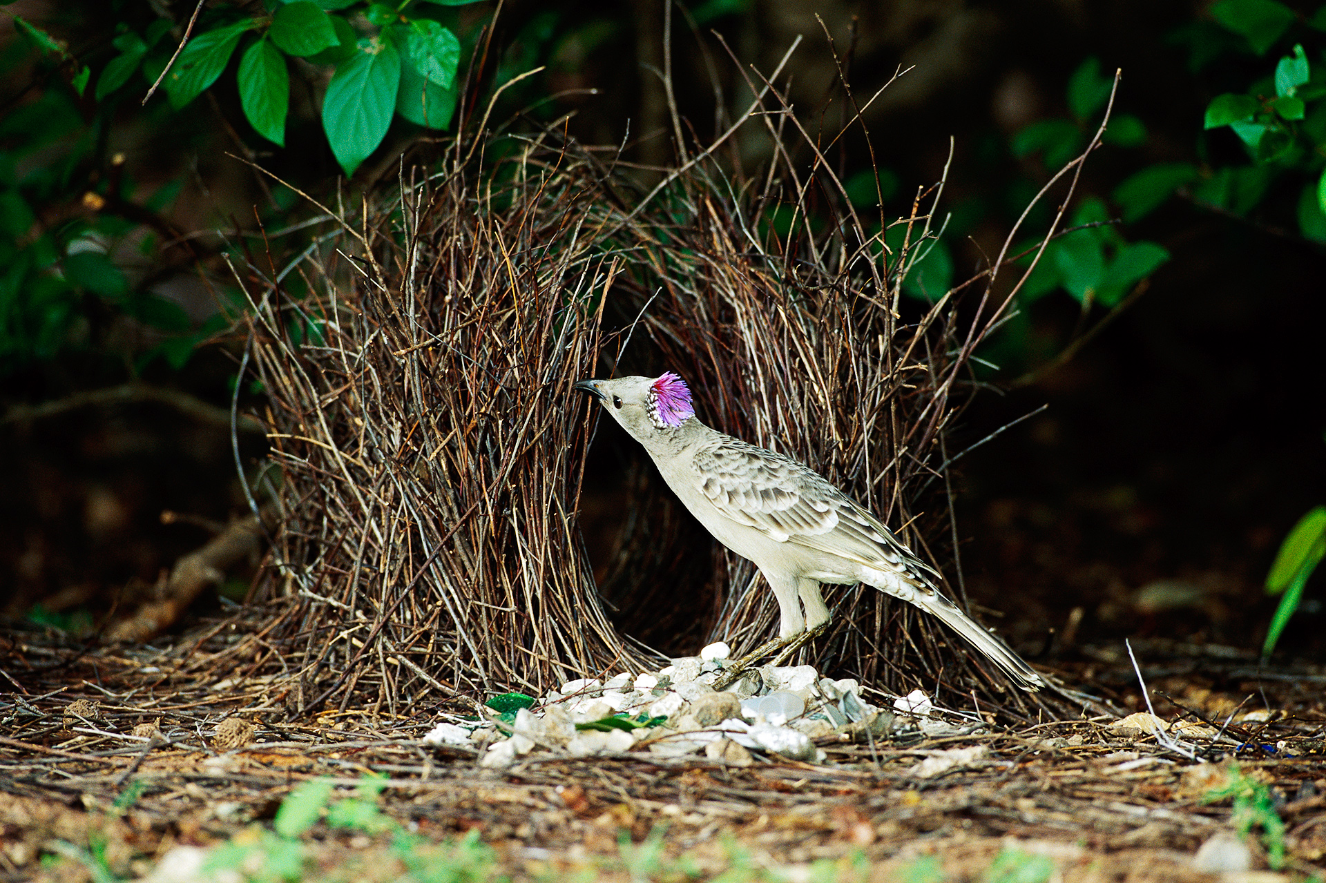 Bowerbird High Quality Background on Wallpapers Vista
