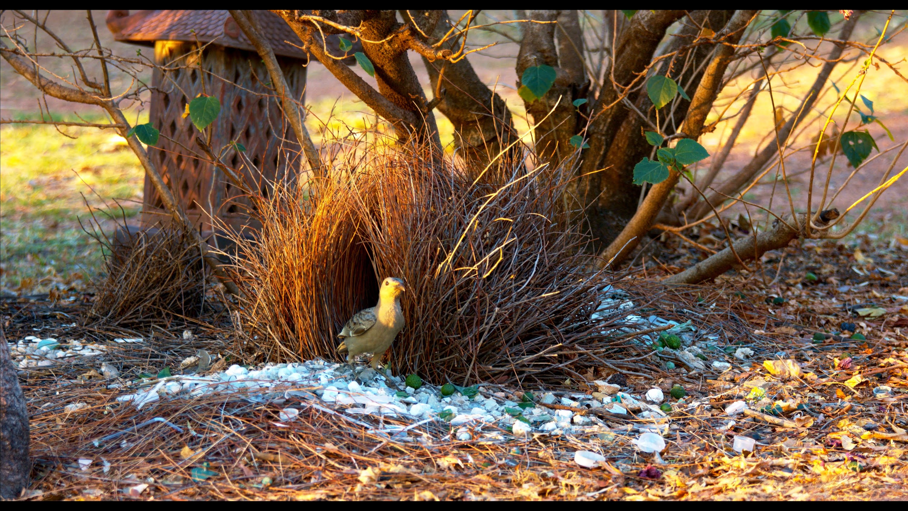 Amazing Bowerbird Pictures & Backgrounds