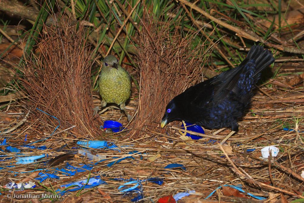 Bowerbird High Quality Background on Wallpapers Vista