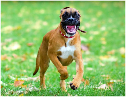 Amazing Boxer Pictures & Backgrounds