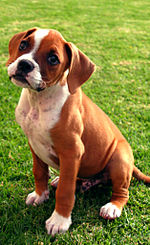 Images of Boxer | 150x245