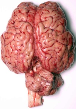 Amazing Brain Pictures & Backgrounds
