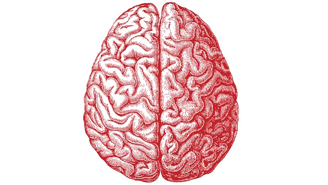 Images of Brain | 650x367