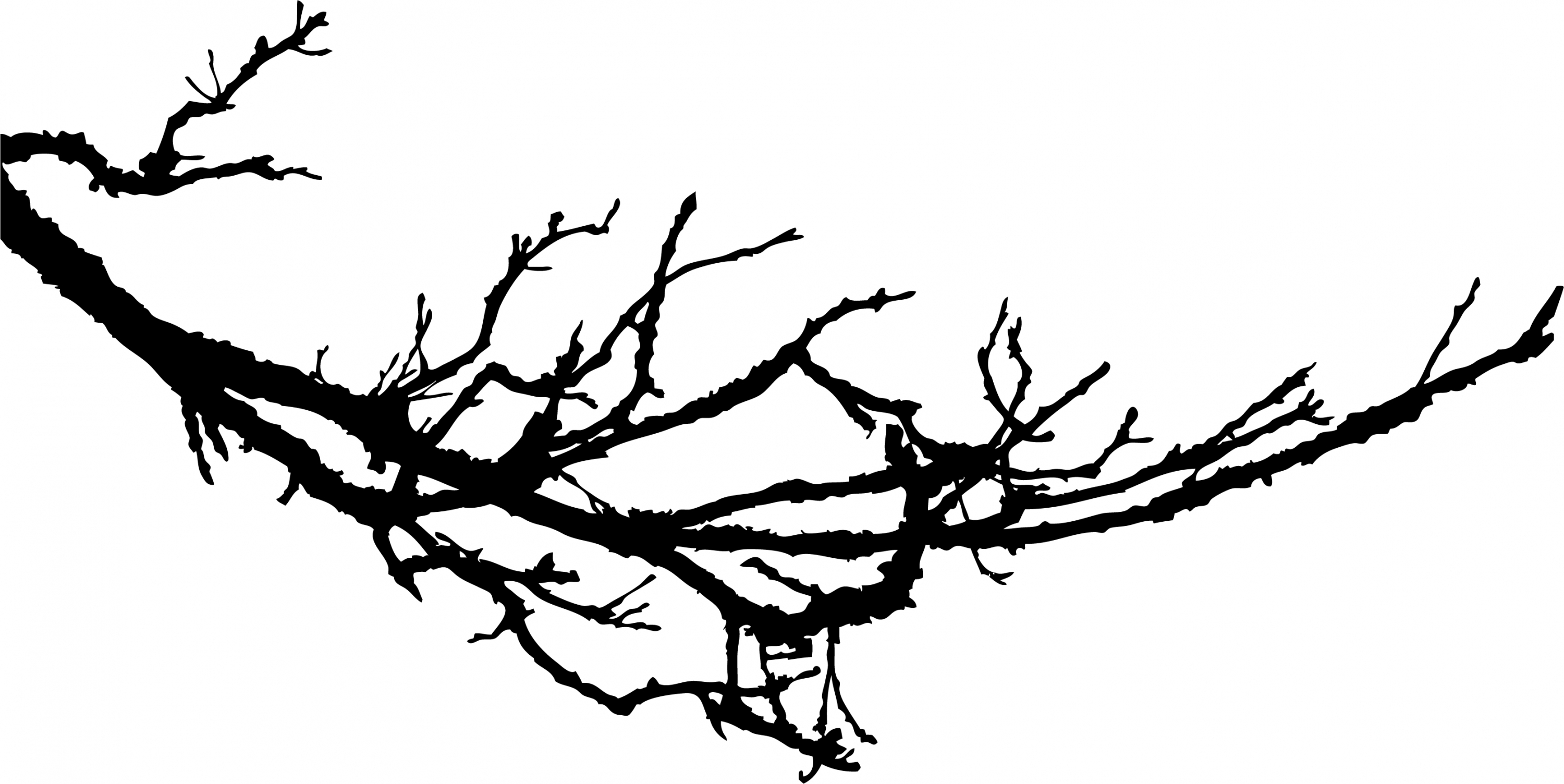Branch Backgrounds on Wallpapers Vista