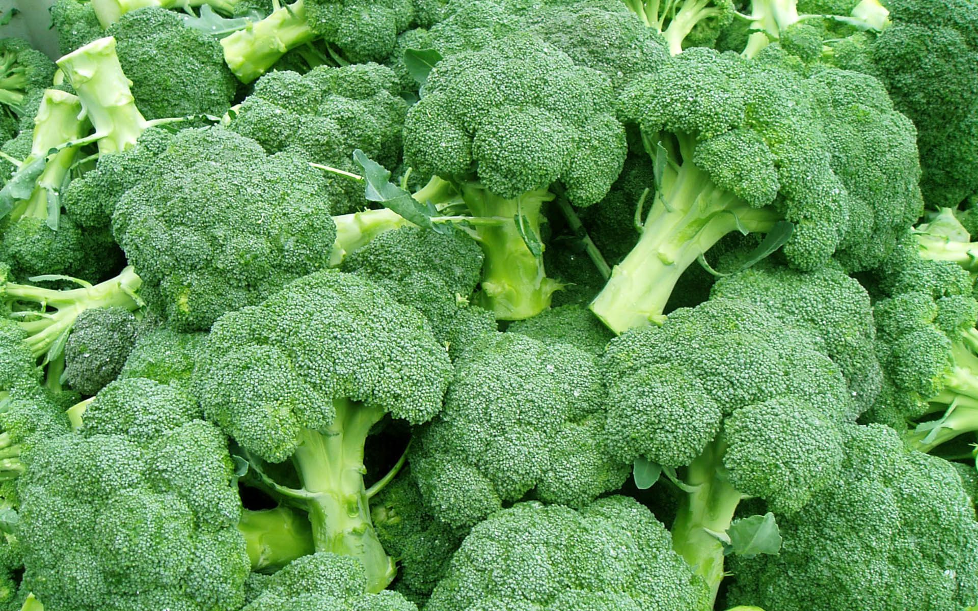 Images of Broccoli | 1920x1200