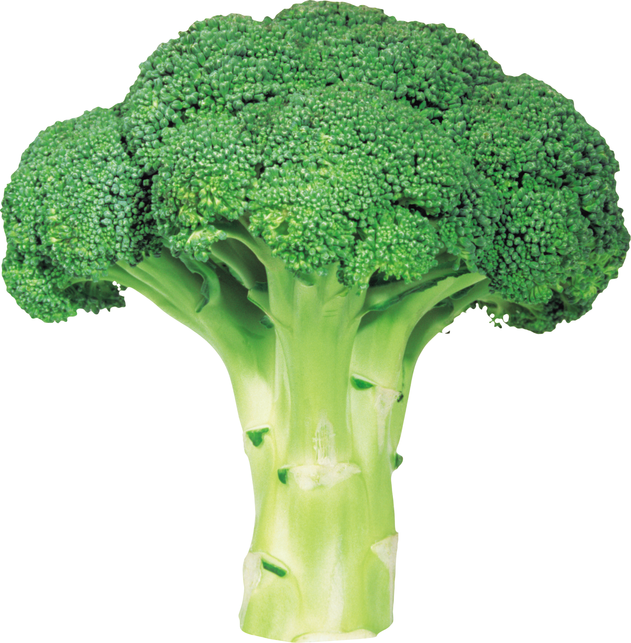 Broccoli High Quality Background on Wallpapers Vista