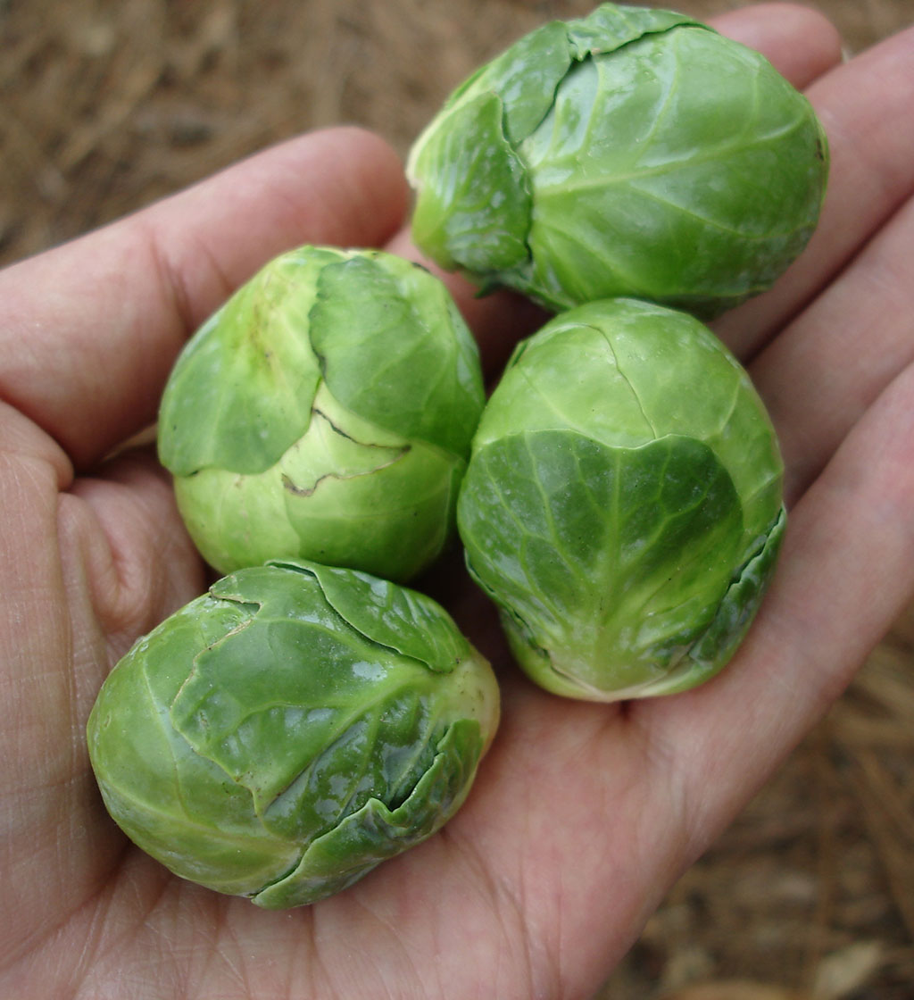 Brussel Sprout #3