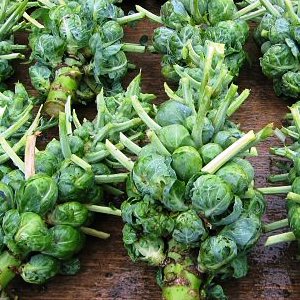 HD Quality Wallpaper | Collection: Food, 300x300 Brussel Sprout