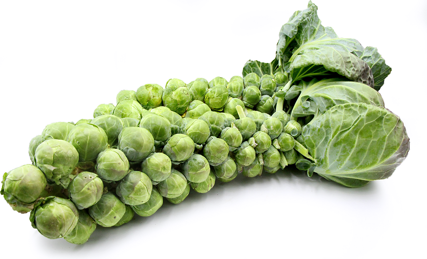 HQ Brussel Sprout Wallpapers | File 478.28Kb