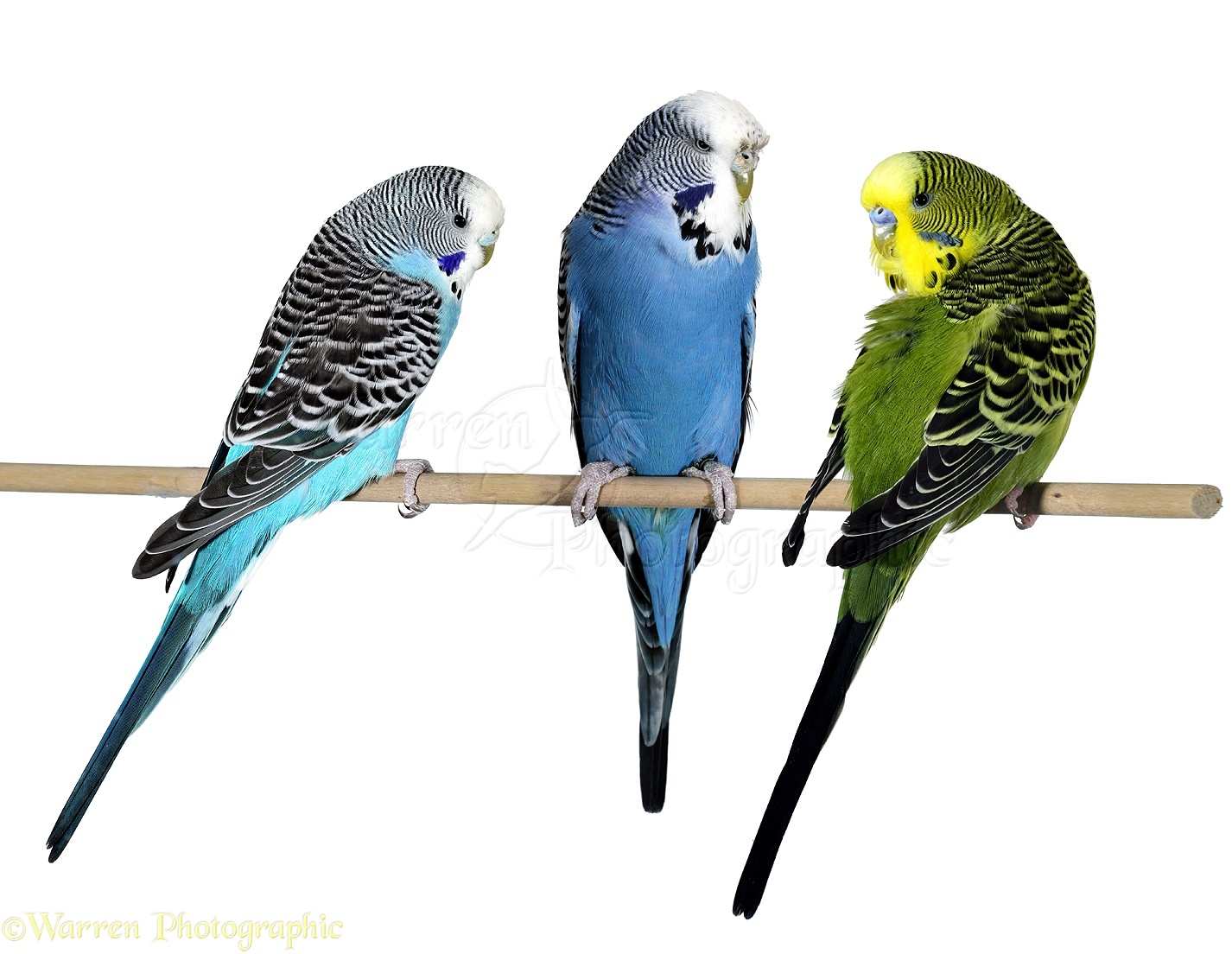 Amazing Budgerigar Pictures & Backgrounds