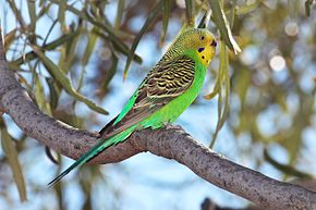 HD Quality Wallpaper | Collection: Animal, 290x193 Budgerigar