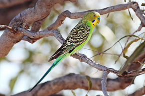 Nice wallpapers Budgerigar 290x193px