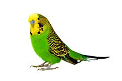 Budgerigar High Quality Background on Wallpapers Vista