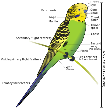 Images of Budgerigar | 350x359