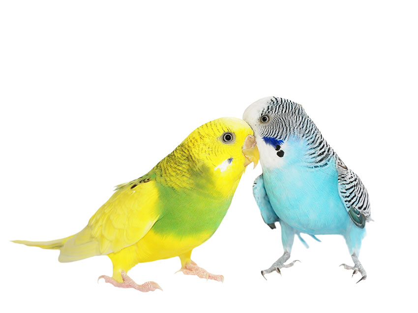 Nice wallpapers Budgerigar 850x637px