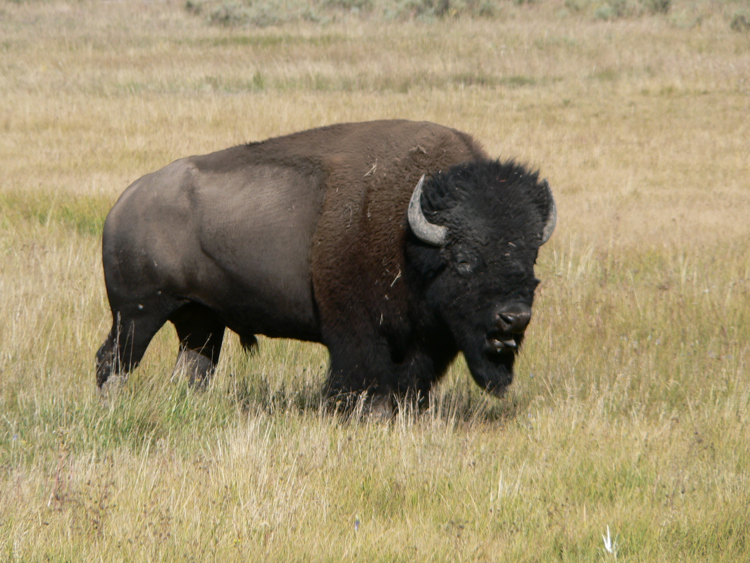Buffalo Pics, Animal Collection