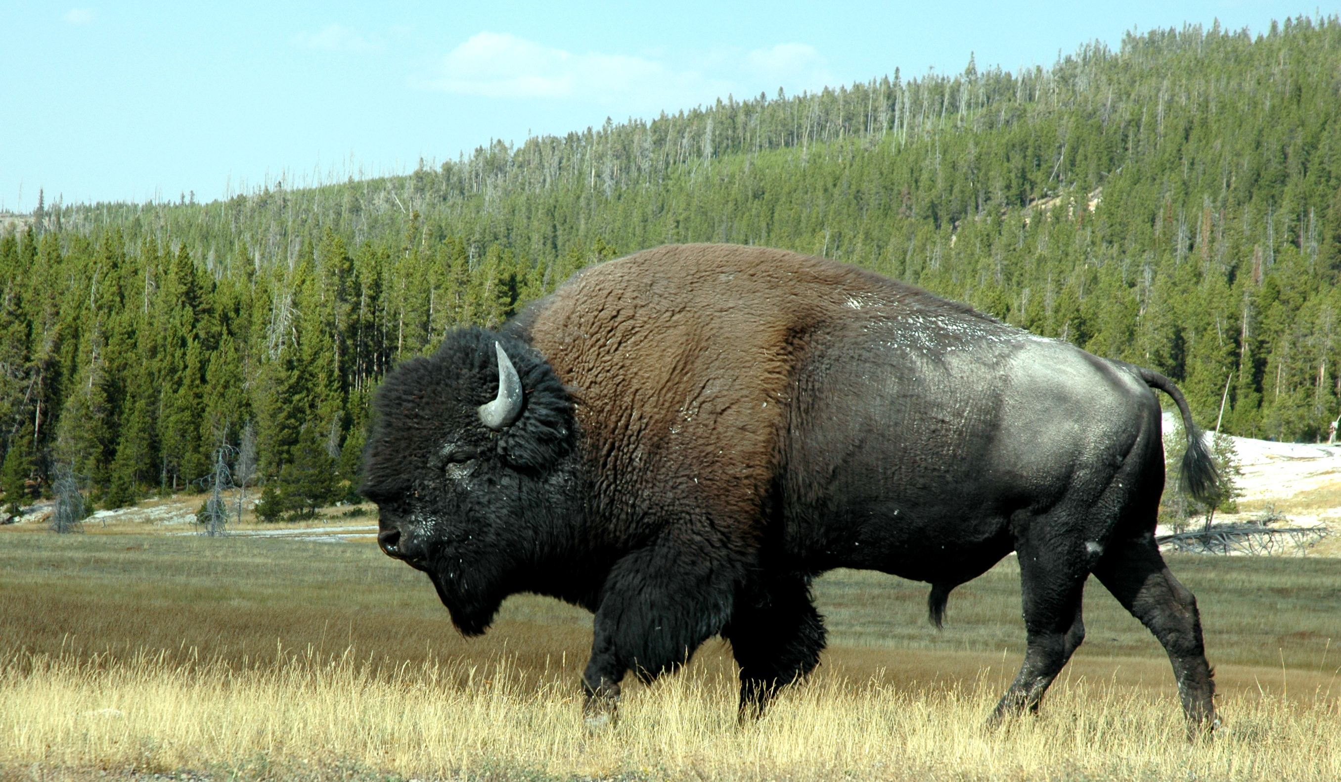 Buffalo Pics, Animal Collection
