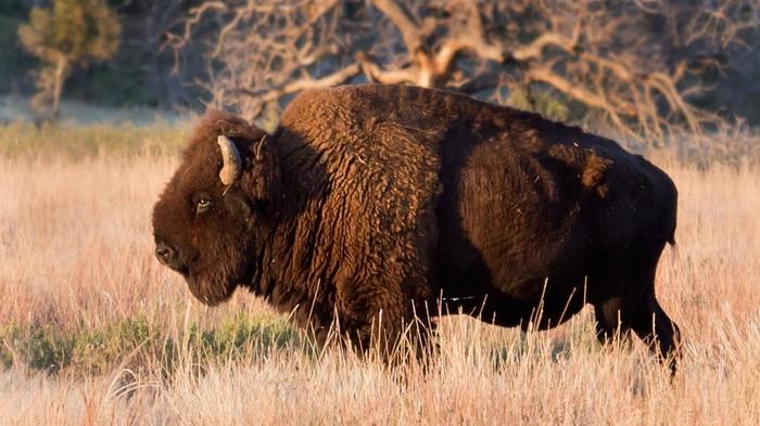 Amazing Buffalo Pictures & Backgrounds
