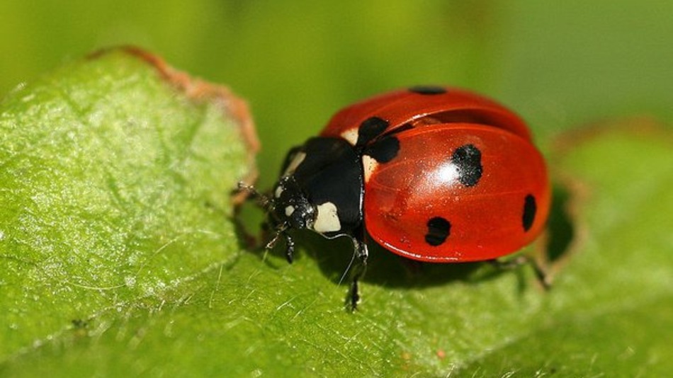 Images of Bug | 950x534