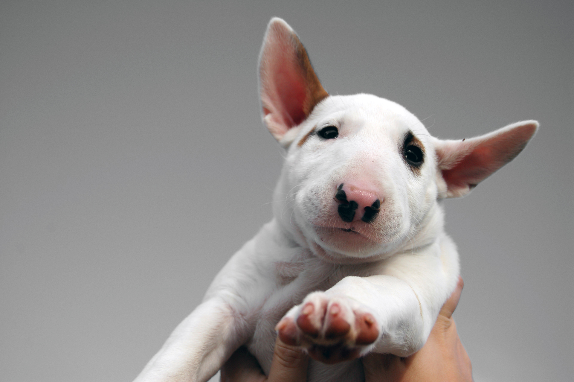Nice Images Collection: Bull Terrier Desktop Wallpapers