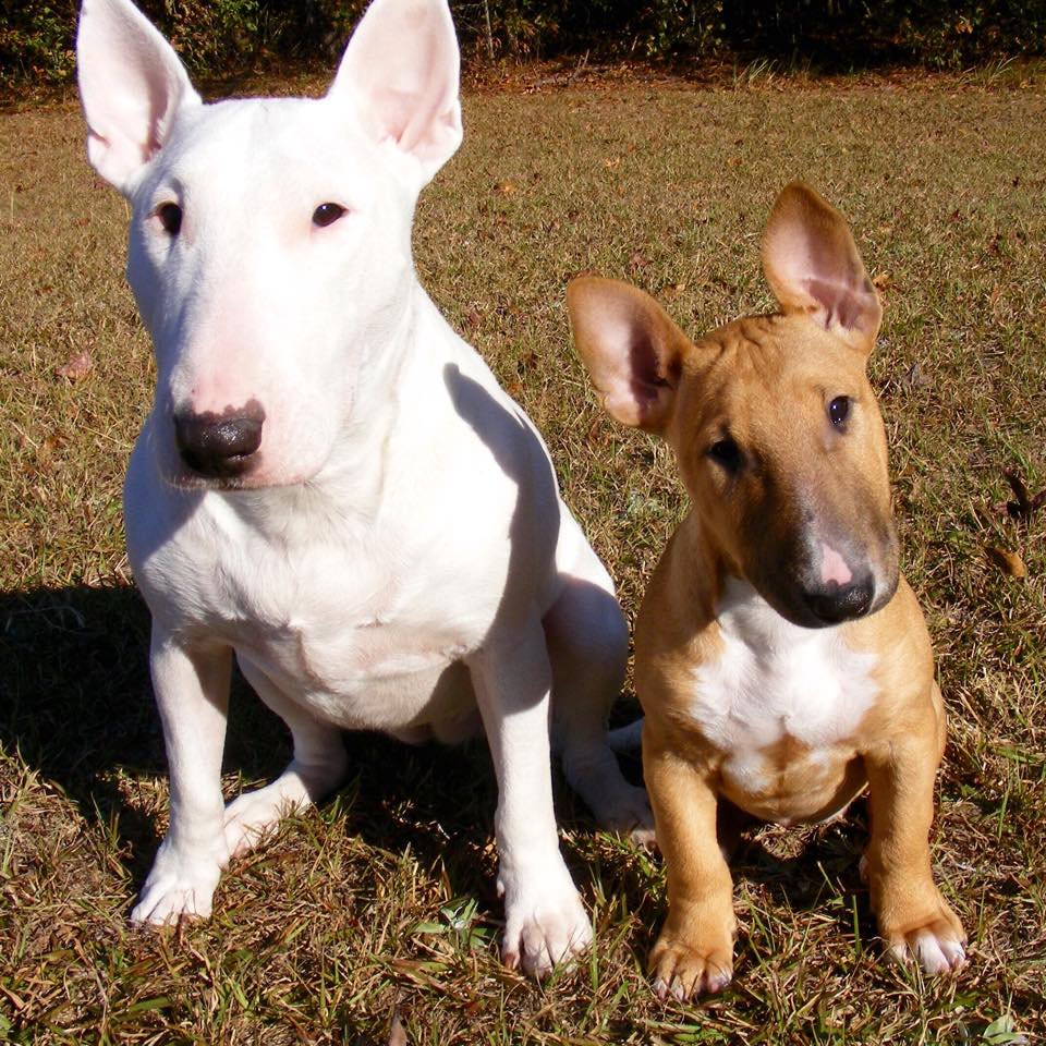 HD Quality Wallpaper | Collection: Animal, 960x960 Bull Terrier