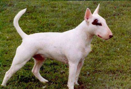 Bull Terrier Pics, Animal Collection