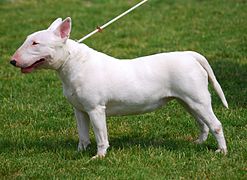 Nice Images Collection: Bull Terrier Desktop Wallpapers