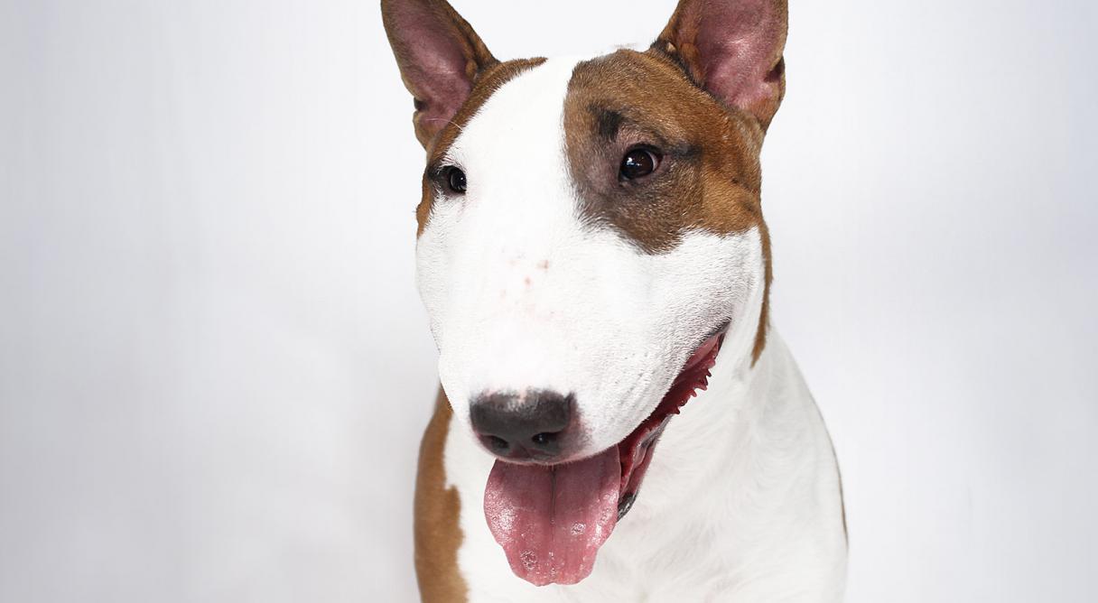 HD Quality Wallpaper | Collection: Animal, 1216x668 Bull Terrier