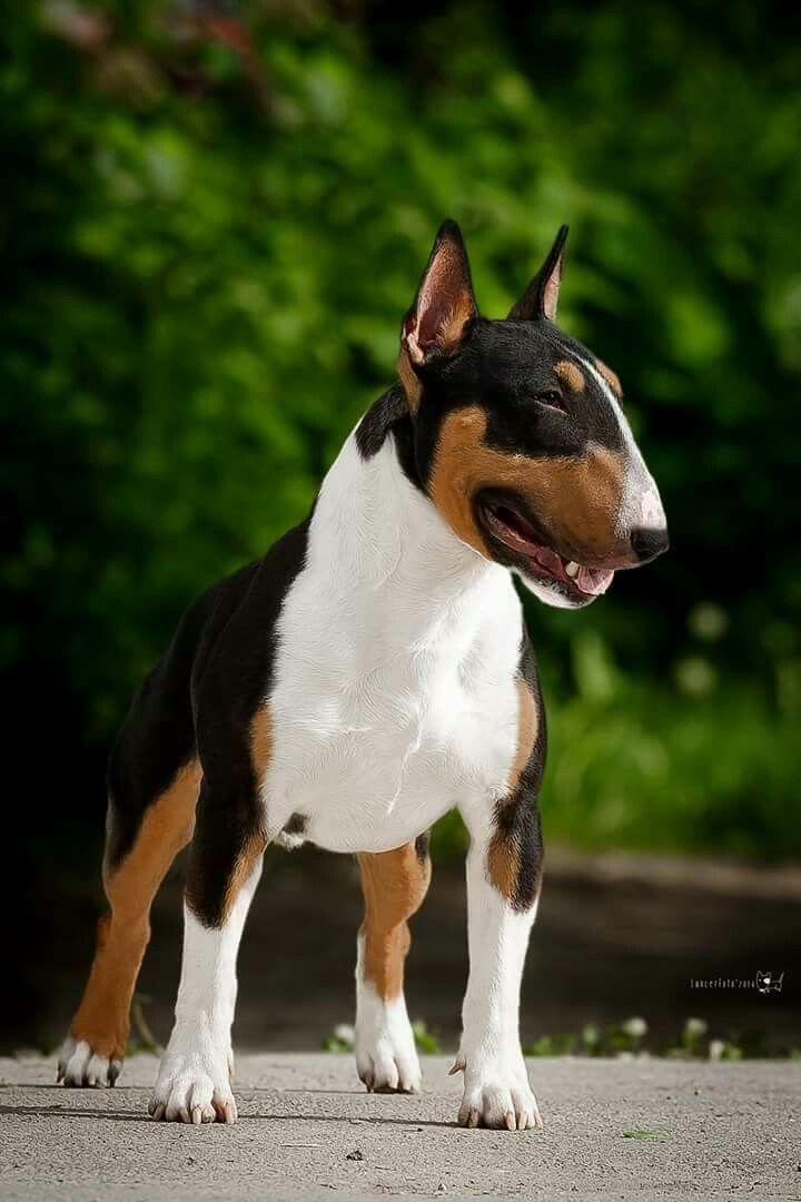 Amazing Bull Terrier Pictures & Backgrounds