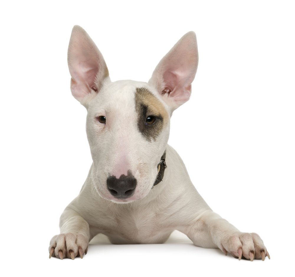 Bull Terrier HD wallpapers, Desktop wallpaper - most viewed