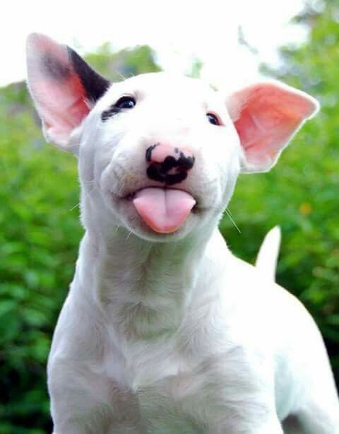Nice wallpapers Bull Terrier 480x614px