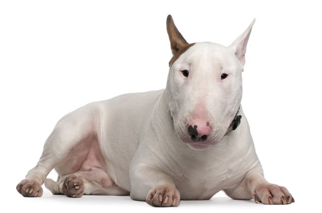 Bull Terrier High Quality Background on Wallpapers Vista