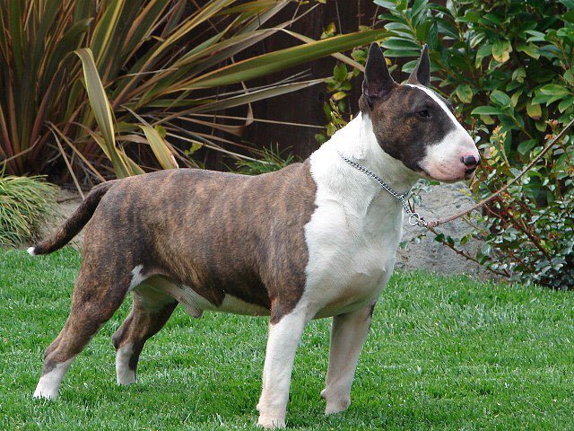 Nice wallpapers Bull Terrier 640x480px