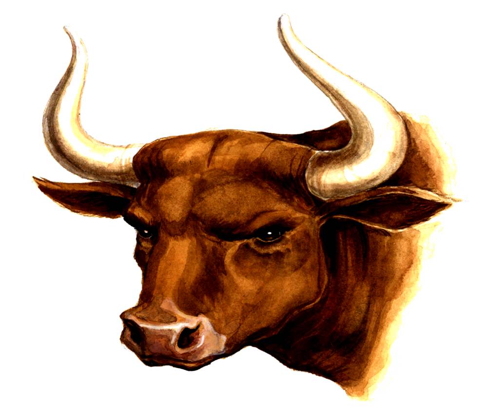 Bull HD wallpapers, Desktop wallpaper - most viewed