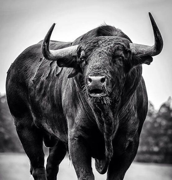 Bull #4