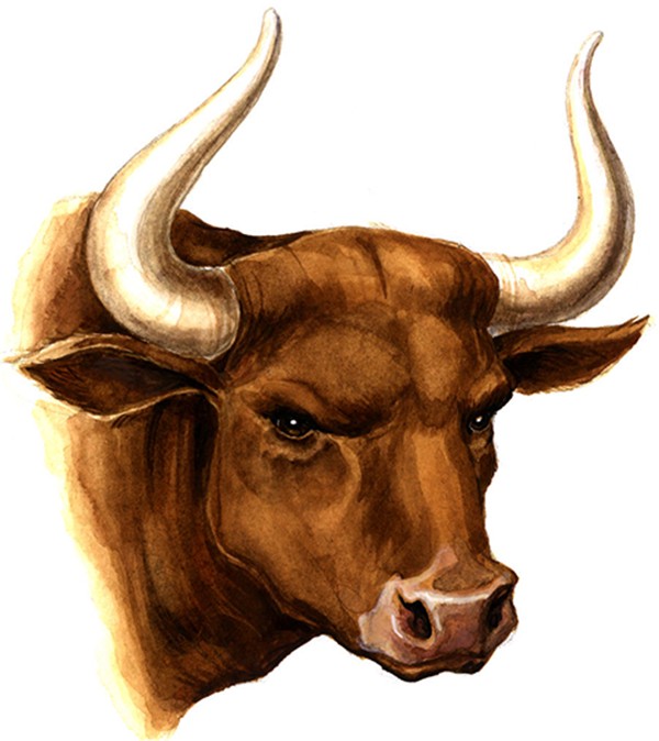 Bull #1