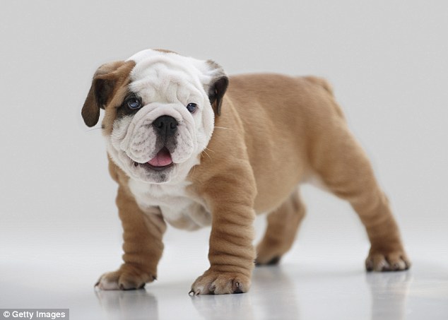 Bulldog High Quality Background on Wallpapers Vista