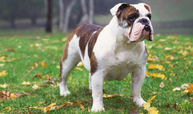 Amazing Bulldog Pictures & Backgrounds