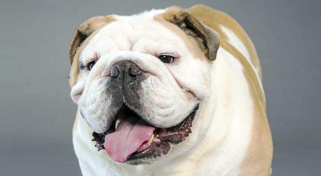 English Bulldog Backgrounds, Compatible - PC, Mobile, Gadgets| 1216x668 px