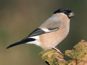 Amazing Bullfinch Pictures & Backgrounds